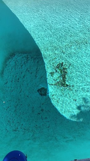 #satysfying #itry #poolcleaningservice #chill #superdirty #windy #water #transformation #tiktok #poolcleaning #fyp #fypシ #4u