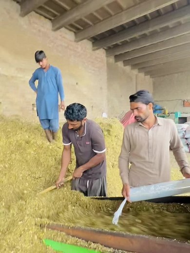 Understanding Corn Silage Production Processes