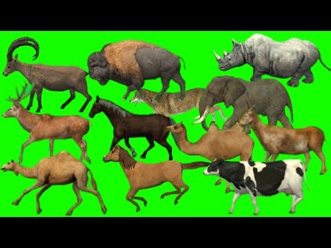 Cartoon animal green screen | green screen animation effect | cartoon animal green screen video