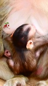 Wow wow this newborn monkey breastfeeding non-stop | MonkeyCamp