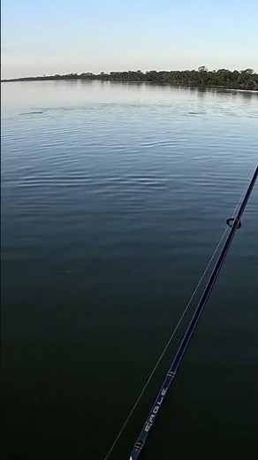 TailingRed. #kayakfishingtips #fishing #stealthkayaks #bassfishing #fish #boating #outdoors #redfish