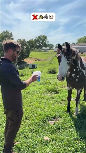 Which Animals Like Bubbles?