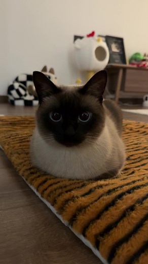 可愛いシャム猫の魅力