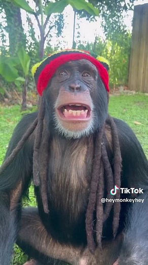 funny monkeys (@heymonkeyhey)’s videos with One Love / People Get Ready - Bob Marley & The Wailers