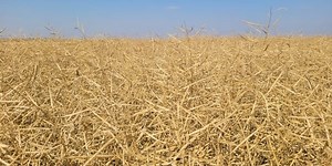 Selling into small rallies still a sound strategy with current grain markets