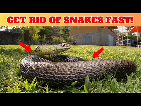 How To Get Rid of Snakes From Your Yard and Home Naturally