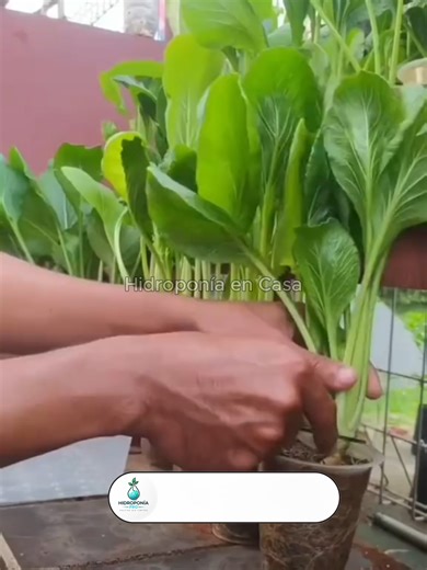 Estás tirando comida… sin darte cuenta 😳🌱 Cultiva mostaza en casa con un simple vaso. #huertourbano #cultivoencasa #mostaza #plantas #reciclaje #hidroponia #hogarverde #vidasostenible #ahorro #ideascreativas #diy #plantasencasa #emprender #viral #parati #fyp #tiktokaprende