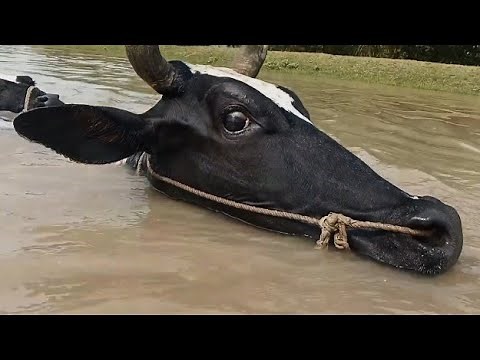 Cow in water, cow swimming underwater
