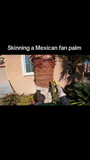 Palm Skinning Techniques in Las Vegas Suburbs