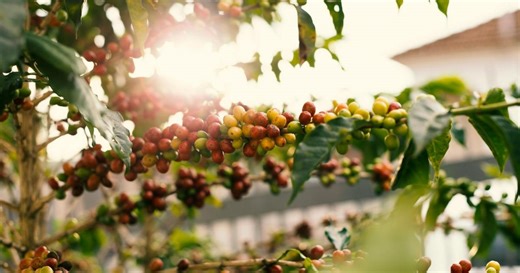 How coffee is made: The step-by-step journey from growing to roasting