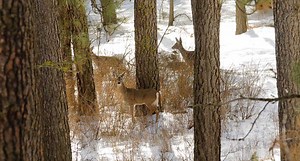 The Most Mildly Interesting Deer Facts You'll Ever Come Across