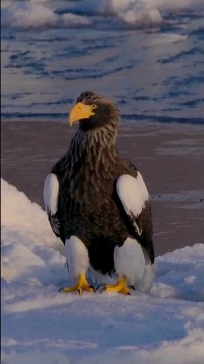Steller's Sea Eagle: Witness the Power of Asia's Rarest Raptor |#birds #asie #eagles #birdlovers