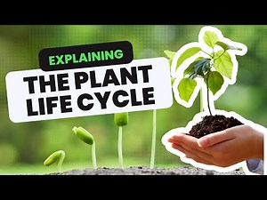 Explaining The Plant Life Cycle