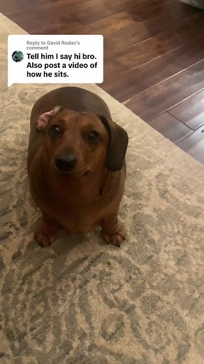 Funny Dachshund Memes Compilation