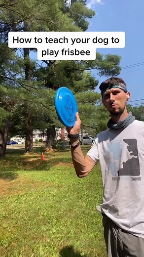 How to teach your dog to play frisbee #dogtraining #dogs #dogtrainingtips #dogsoftiktok #tiktokhowto