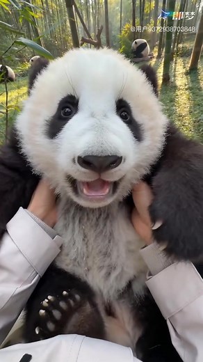 Cute Pandas: The Most Adorable Pets