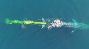 Video of Blue Whale Pooping And Leaving Behind a Trail of Bright Yellow Poo in the Ocean Goes Viral | 👍 LatestLY