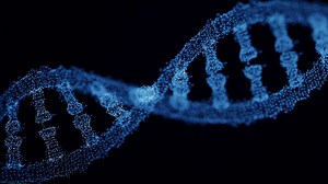 Single-protein Images Show How E. coli Repairs DNA While Replicating It