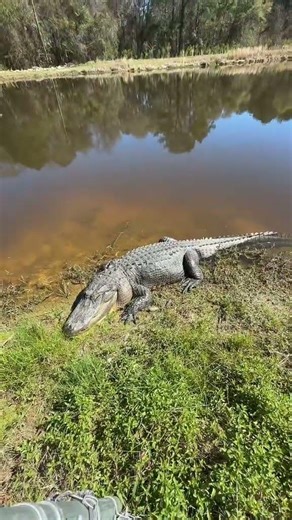 a snapping turtle #funny #shorts
