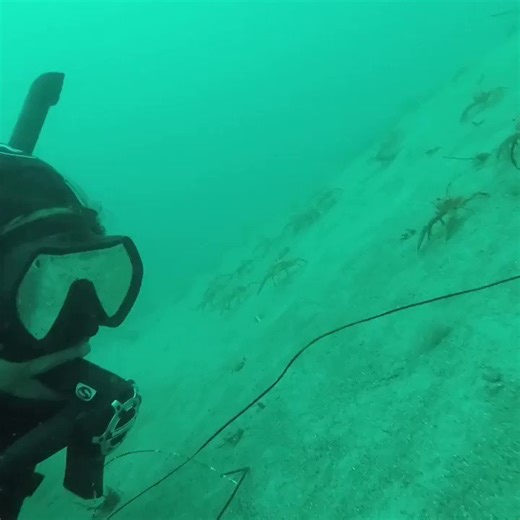Some curious crabs examine a diver.📽: Jessica Harmon