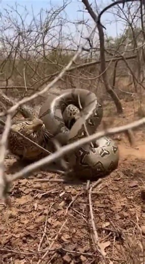 표범 vs 아프리카 비단뱀 (아프리카 덤불)[Leopard vs. African Rock Python (African Bush)]