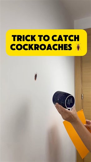 trick to catch a cockroach!🪳 this is genius! | Alex P