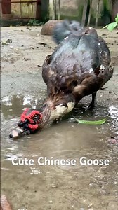The World’s Most Beautiful Chinese Goose | Bathing & Dancing Show. 世界上最美丽的中华鹅 | 洗澡与舞蹈表演 #shorts.