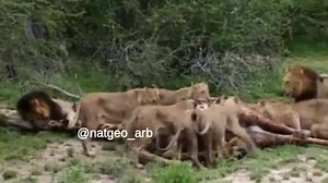 419K views · 1.7K shares | Circle of life .... Still sad for the giraffe , but lions gotta eat . | Guru Of Life | Facebook