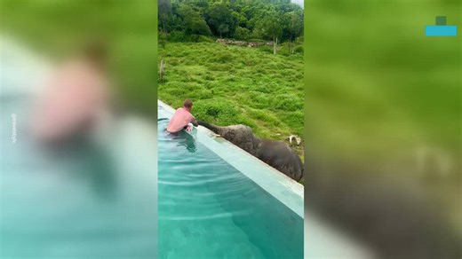 Curious Elephant Joins Man For Poolside Drink In Thailand