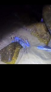 16K views · 120 reactions | #seaanimals #seastons #hunting #seafood | sea animals | Facebook