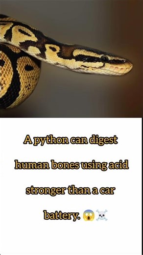 If a Python Eats You… Will Anything Be Left? 😳🐍#wildlife #ytshorts #facts #trending #animals