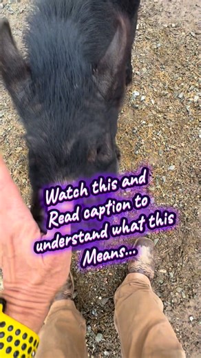 Pig Luv Co. | 🚨 PSA about unaltered boy pigs 🚨 Unneutered males = hormones on overdrive. That means pushy or even aggressive behavior, a strong stink,... | Instagram
