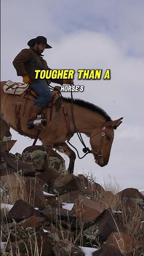 The BEST animal for trail riding. #Mule #Horse #Horses #Horseriding