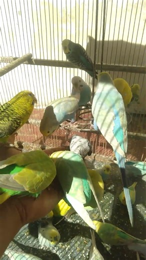 🌈 Rare Budgie Mutation Beauty