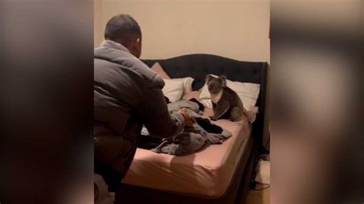 ‘Only in Australia’: Couple comes home to find koala in bed