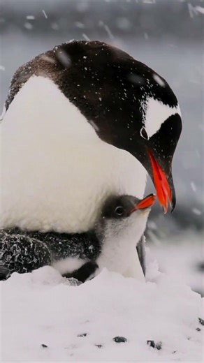 Polar Bears Feast While Penguin Watches by the River! #shorts