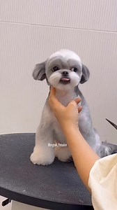 #shihtzu #shihtzulove #shihtzusofig #shihtzuboy #shihtzusgram_feature #shihtzupup #shihtzubabies #shihtzugram #shihtzu_feature #shihtzusociety #puppylove #shihtzuclub #shihtzuworld #shihtzugrooming See less | Shih Tzu Lovers