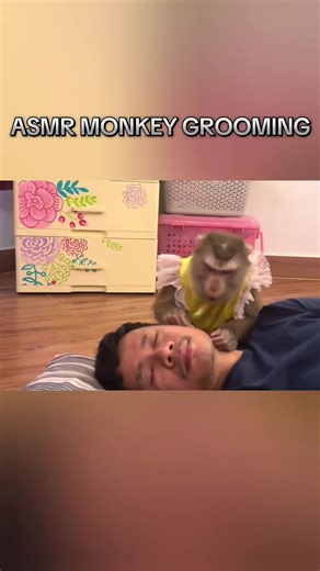 Vídeo de Monkeys Asmr (@monkeys.asmr5) relacionado a asmr
