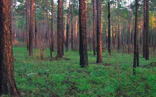 Inside Birding: Habitat | Bird Academy • The Cornell Lab