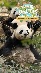 Today is the International Day for Biological Diversity, and our planet is a better place because of its diversity. On this special day, let’s look at the experts' and keepers’ opinions on giant panda protection. #FriendshipMessenger #intldayforbiologicaldiversity Sweet memories of panda baby and mom, please check out: https://t.hk.uy/bBwP | iPanda