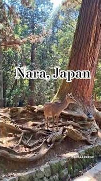 Welcome to Nara 🇯🇵 #japan #travel #asia #fairytales #nature #narajapan