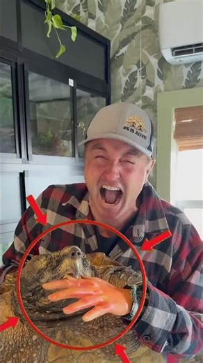 Meet the Alligator Snapping Turtle 🐢 | Nature’s Monster 😨 | #viral #shorts #trending