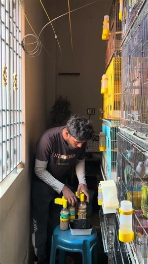 Day one of rainbow breeding #budgies #shorts