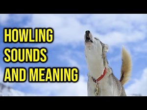 10 Dog Breeds Howling Sounds And Meaning/ Amazing Dogs