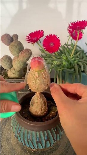 How to Graft Cactus for Beginners | Step-by-Step Guide