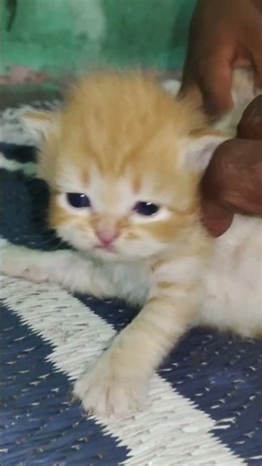 c #cat #video #cute #viral #kitten #cutie #funny #pets #catblogger #cutecat #kittytv #meowmoe kitty