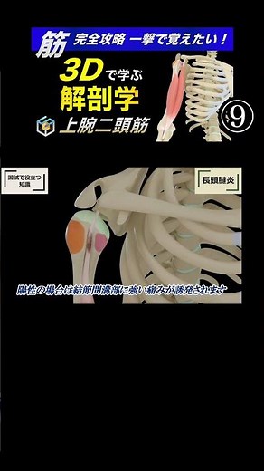 Long head of biceps tendonitis [Comprehensive biceps strategy] 3D anatomy for national exams and ...