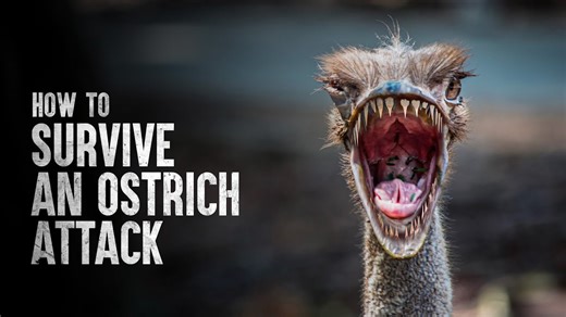 How to Survive an Aggressive Ostrich