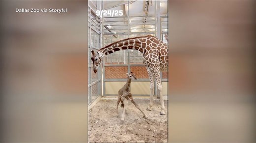 CAUGHT ON CAMERA: Dallas Zoo introduces giraffe calf