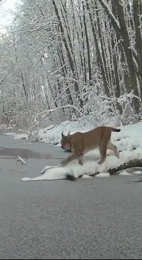 Big cat noticing thin ice cracking, jumps over stream instead | Life Is Weird